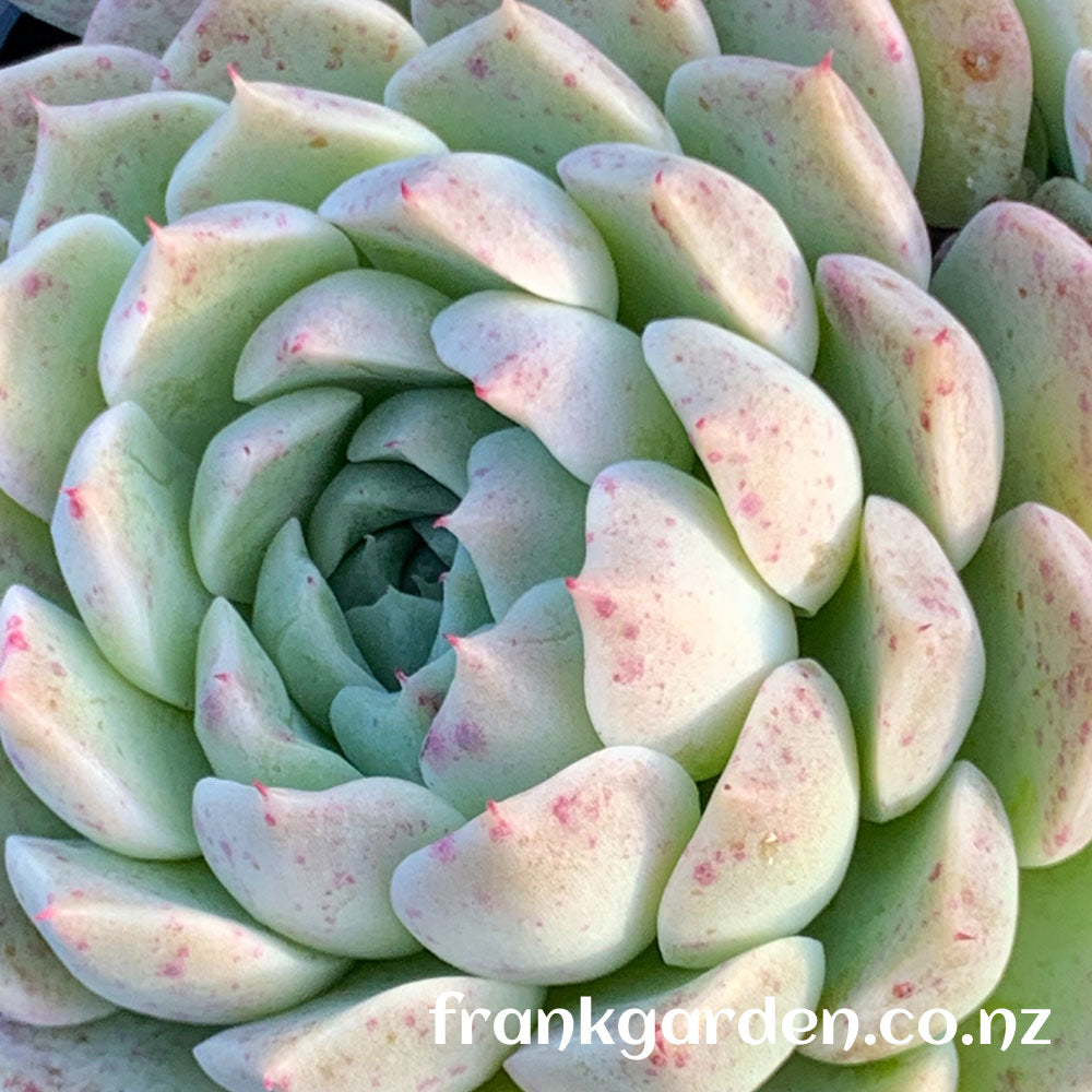 Echeveria Rose moon | 沁心