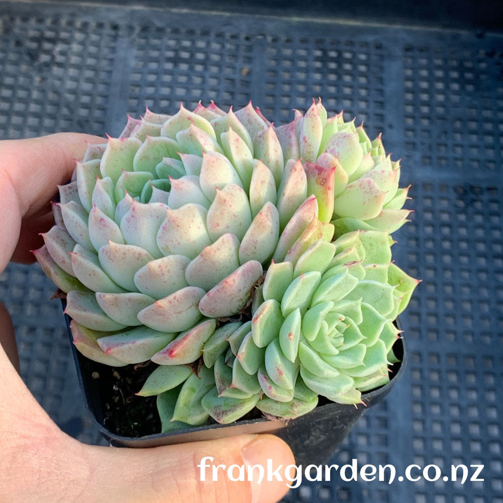 Echeveria Rose moon | 沁心