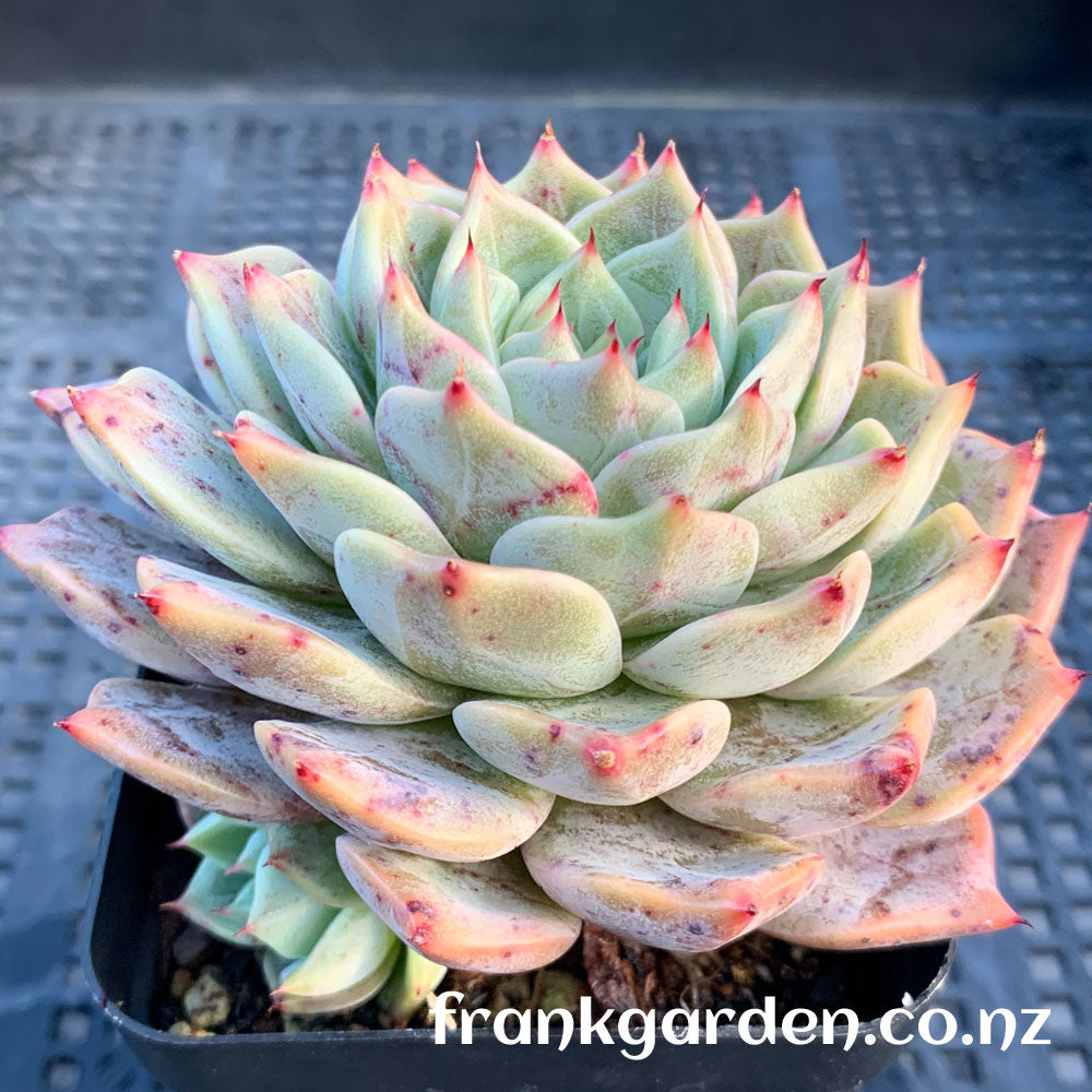 Echeveria Agavoides Rajoya hybrid | 拉霍亚杂