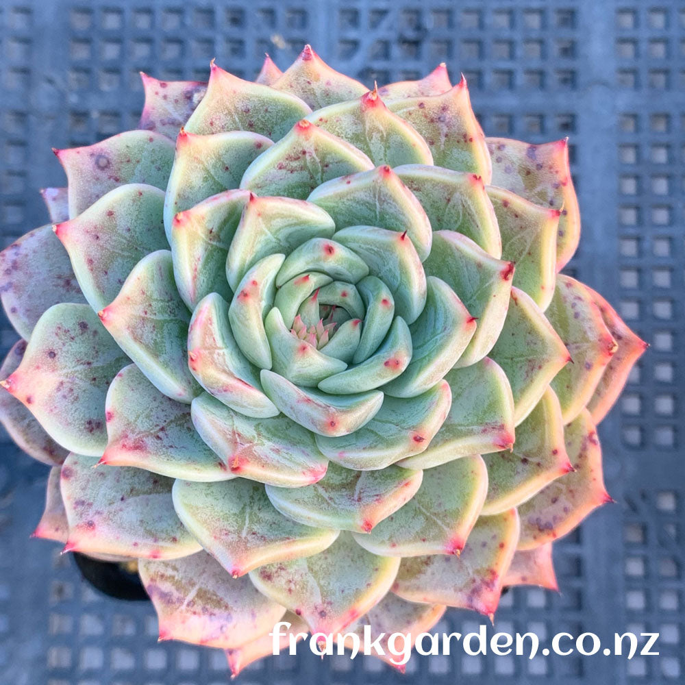 Echeveria Agavoides Rajoya hybrid | 拉霍亚杂