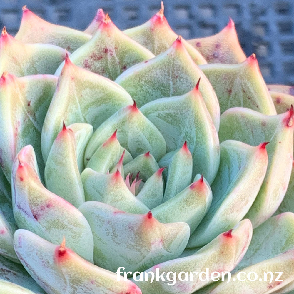 Echeveria Agavoides Rajoya hybrid | 拉霍亚杂