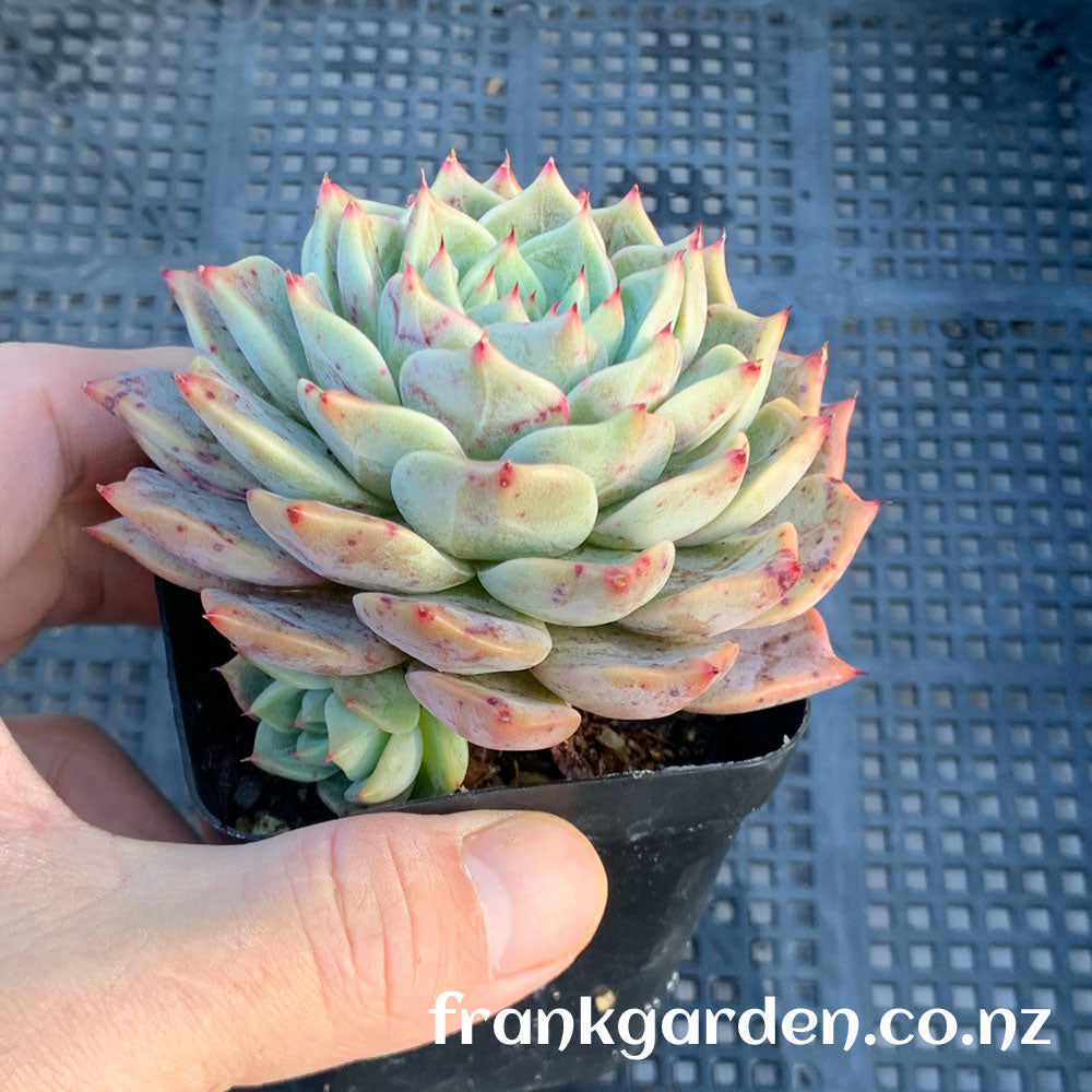 Echeveria Agavoides Rajoya hybrid | 拉霍亚杂