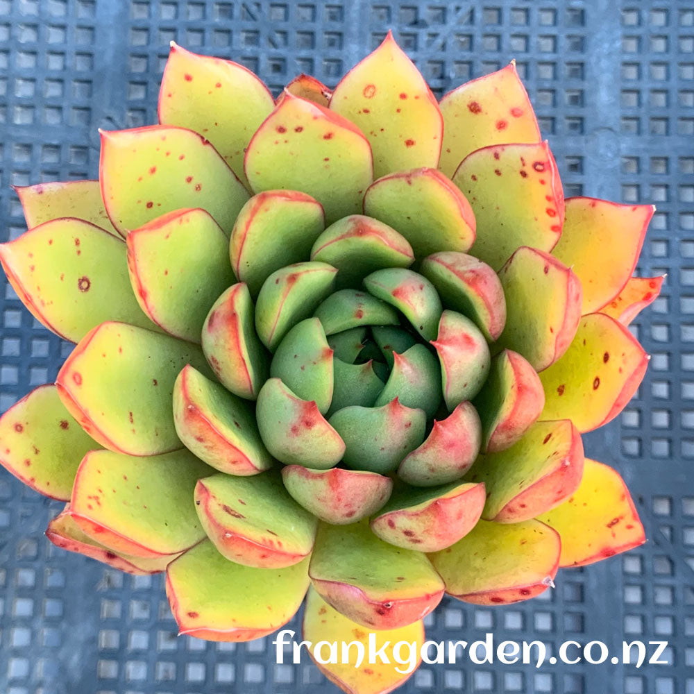 Echeveria Rumba | 夜上海