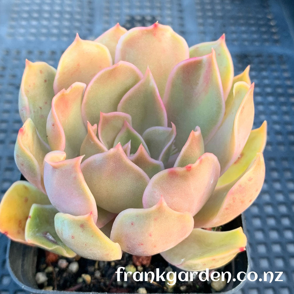 Echeveria sp Kissing | 好多吻