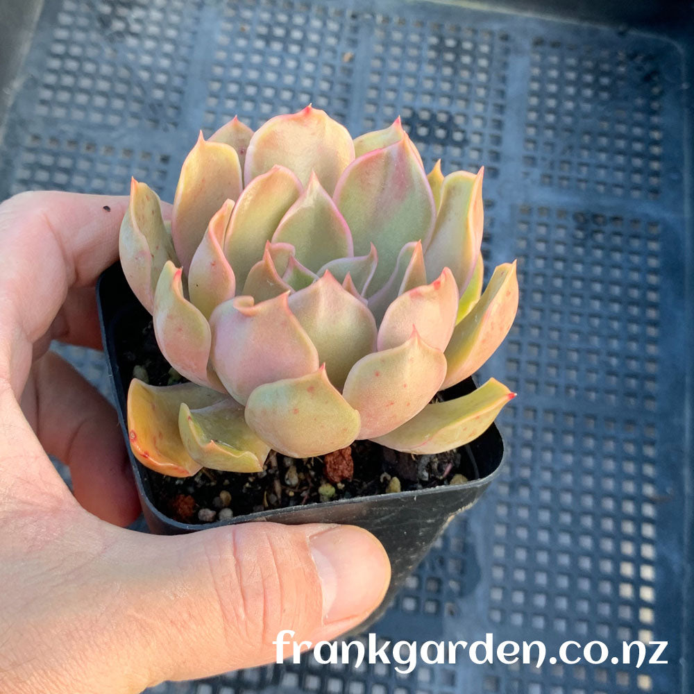 Echeveria sp Kissing | 好多吻