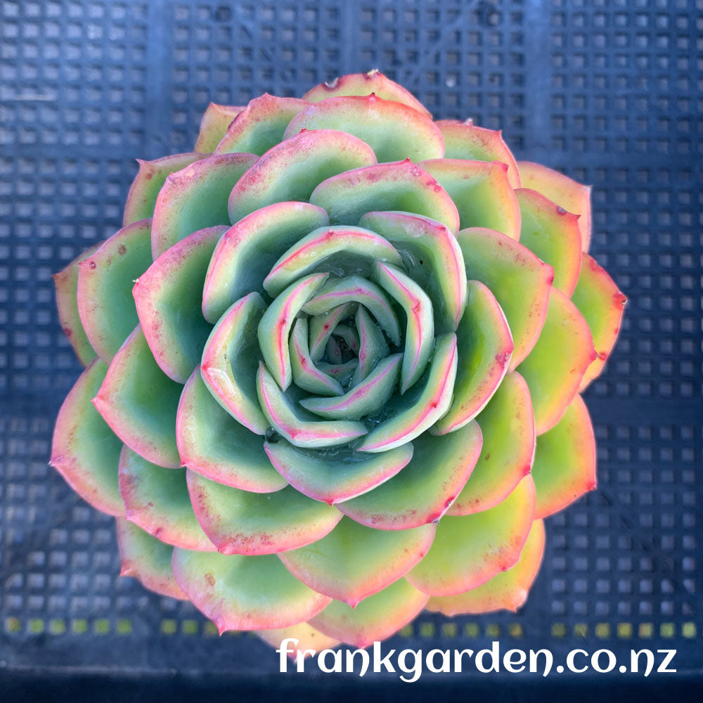 Echeveria Morning dew | 晨露