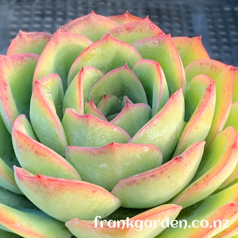 Echeveria Morning dew | 晨露