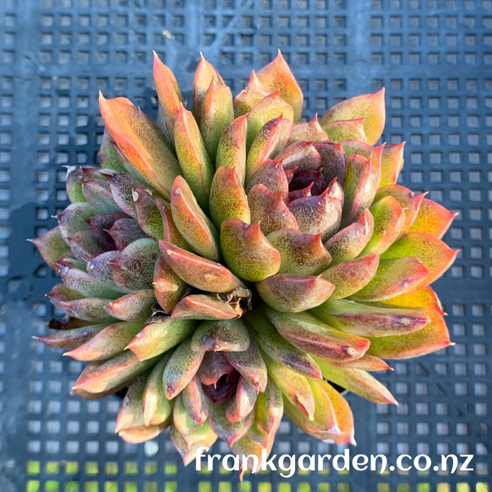 Echeveria Black rose hybrid | 黑玫瑰杂