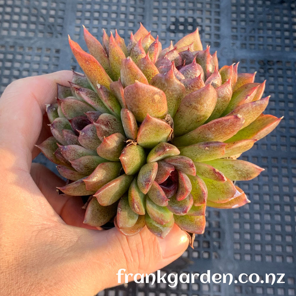 Echeveria Black rose hybrid | 黑玫瑰杂