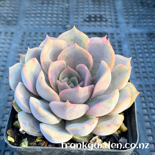 Echeveria Fiona | 菲奥娜