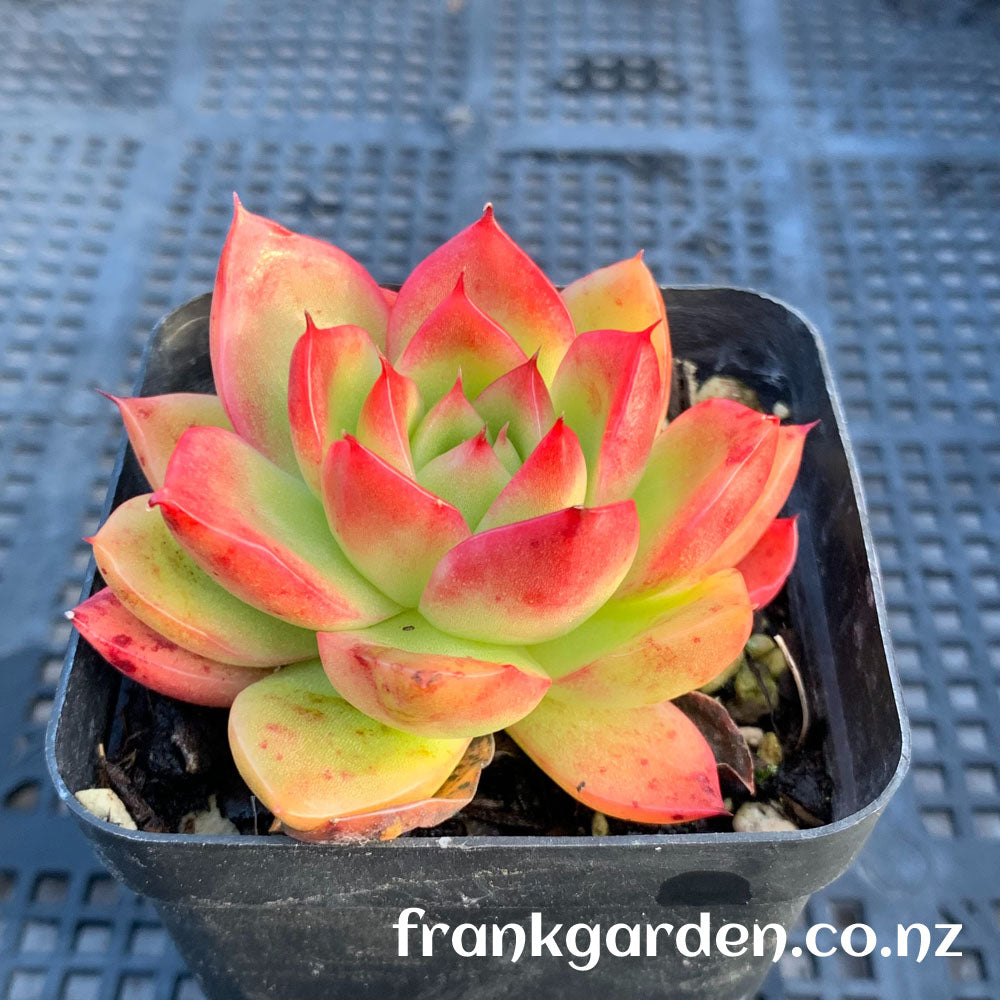 Agavoides Gilva red | 红东云