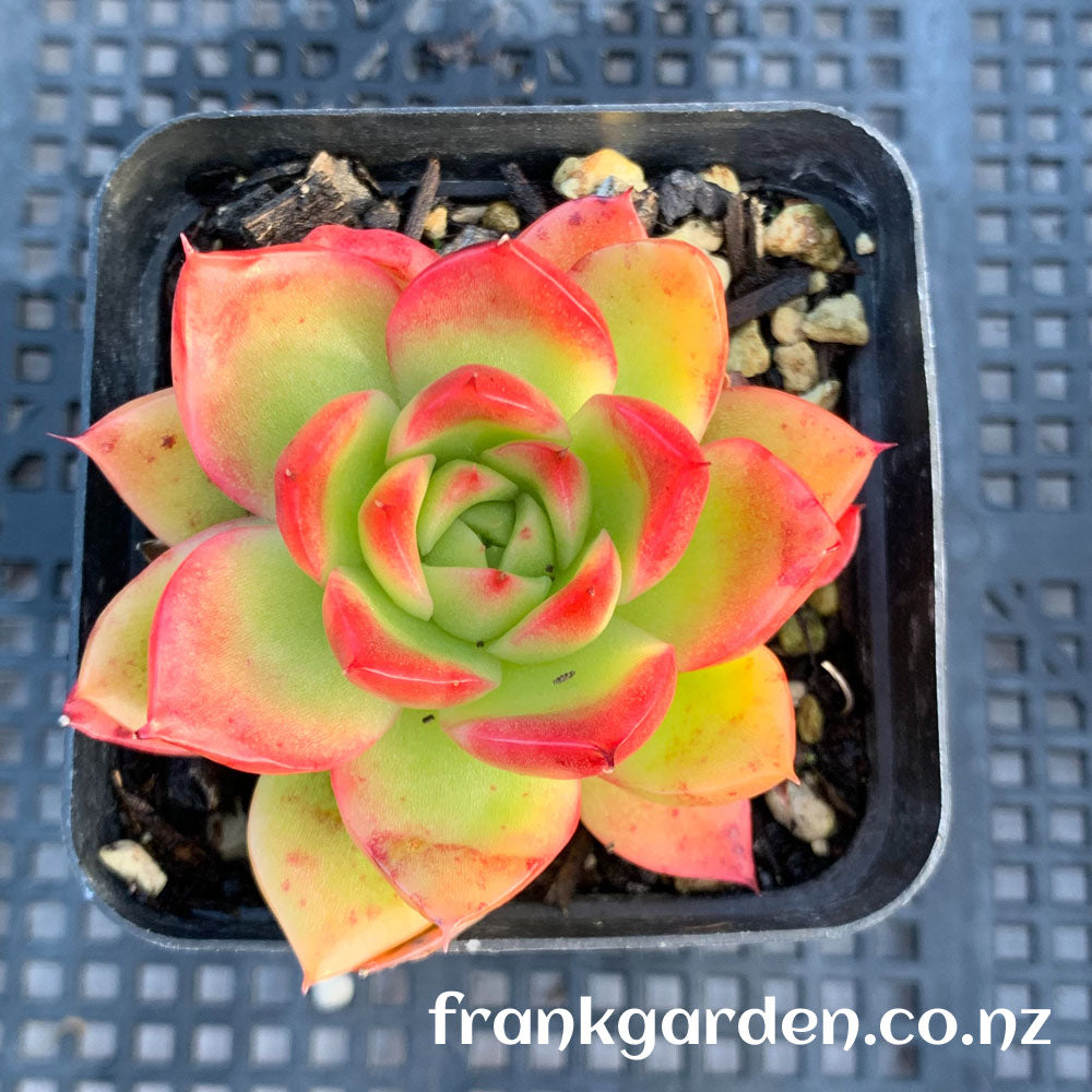 Agavoides Gilva red | 红东云