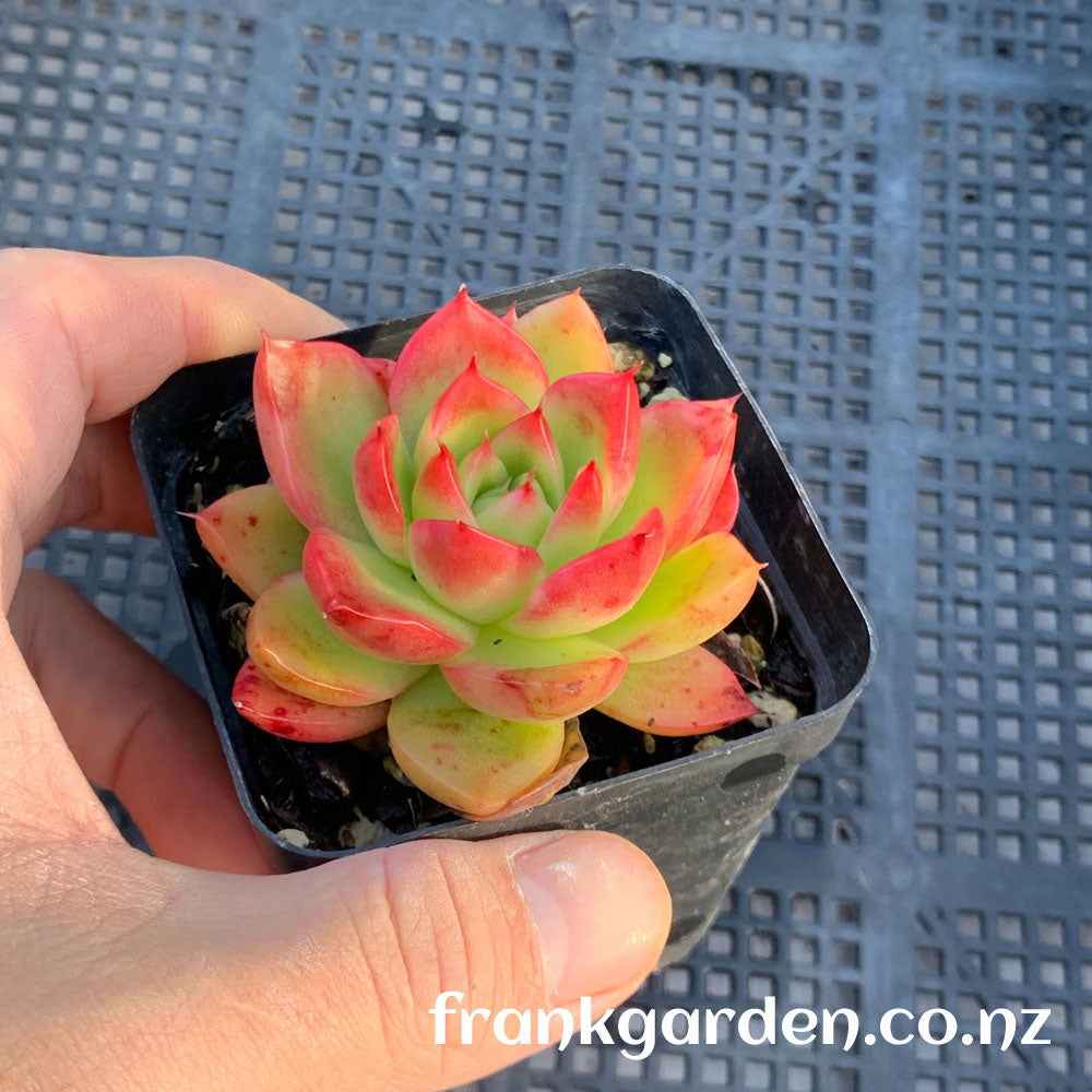 Agavoides Gilva red | 红东云