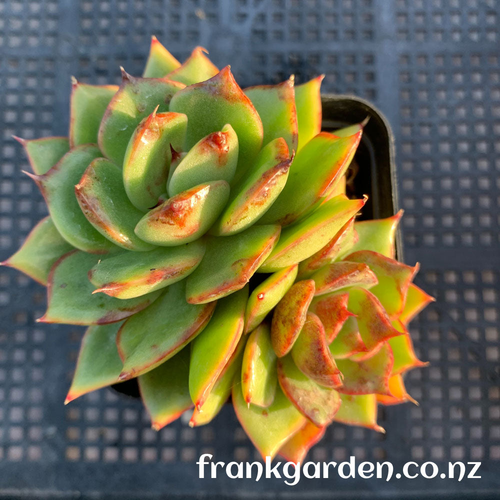 Echeveria Aranjuez ‘Black Swan’ | 黑天鹅