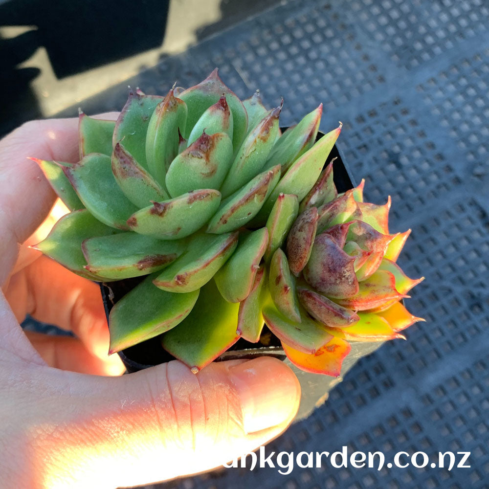 Echeveria Aranjuez ‘Black Swan’ | 黑天鹅