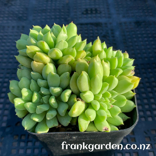 Echeveria Irish mint | 爱尔兰薄荷