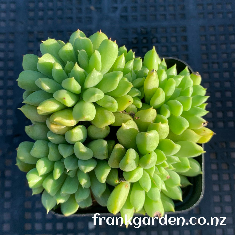 Echeveria Irish mint | 爱尔兰薄荷