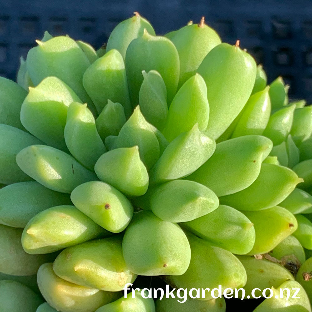 Echeveria Irish mint | 爱尔兰薄荷