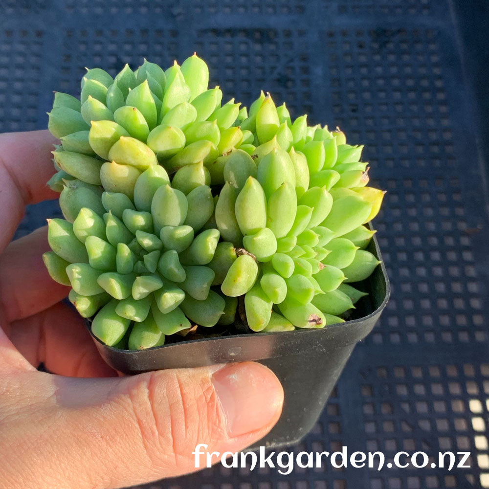 Echeveria Irish mint | 爱尔兰薄荷