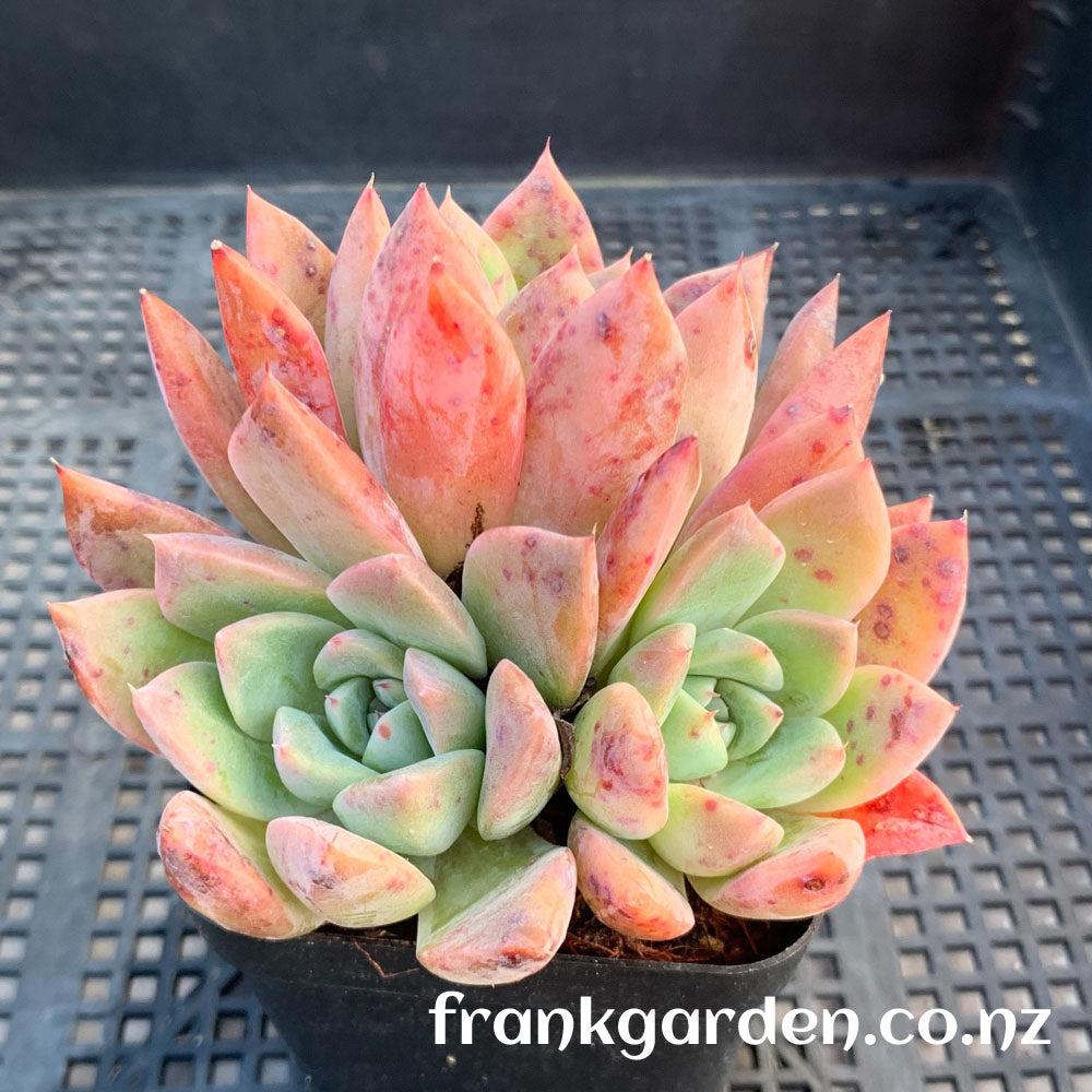 Echeveria Alba beauty | 阿尔巴西施 阿尔巴佳人