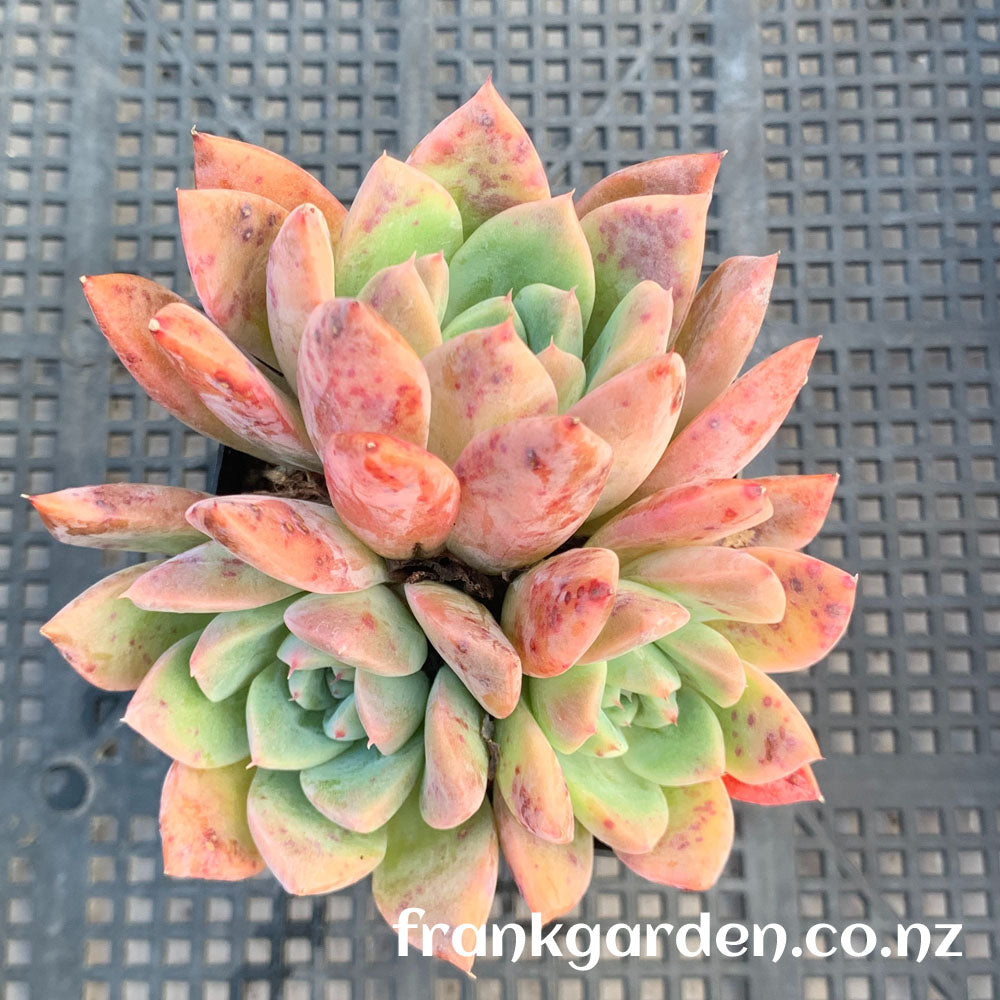 Echeveria Alba beauty | 阿尔巴西施 阿尔巴佳人