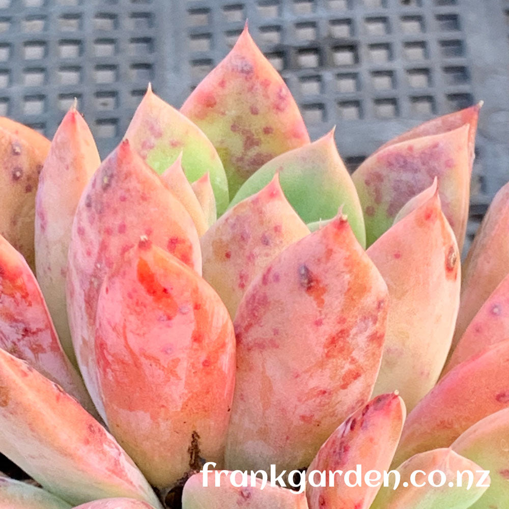 Echeveria Alba beauty | 阿尔巴西施 阿尔巴佳人