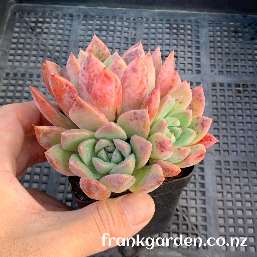 Echeveria Alba beauty | 阿尔巴西施 阿尔巴佳人