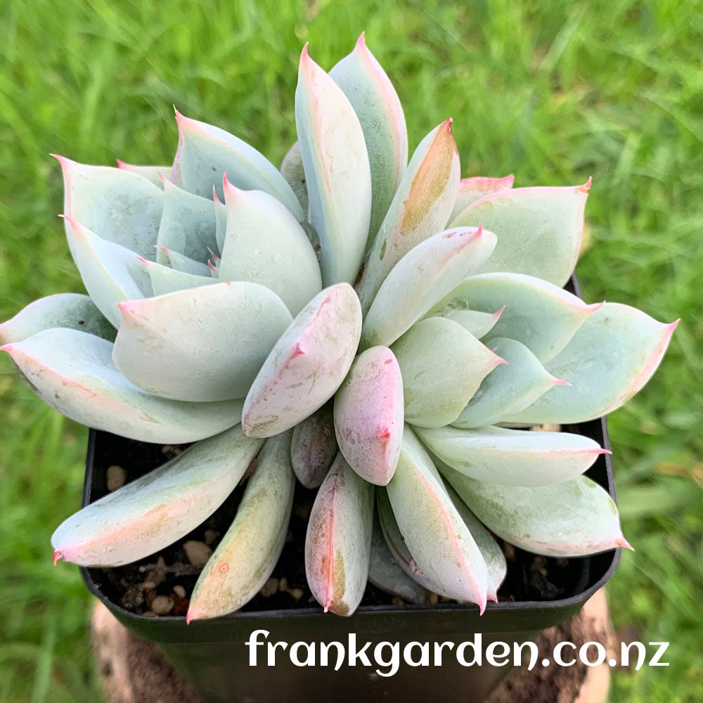 Echeveria Highland rose | 高地玫瑰 – FrankGarden