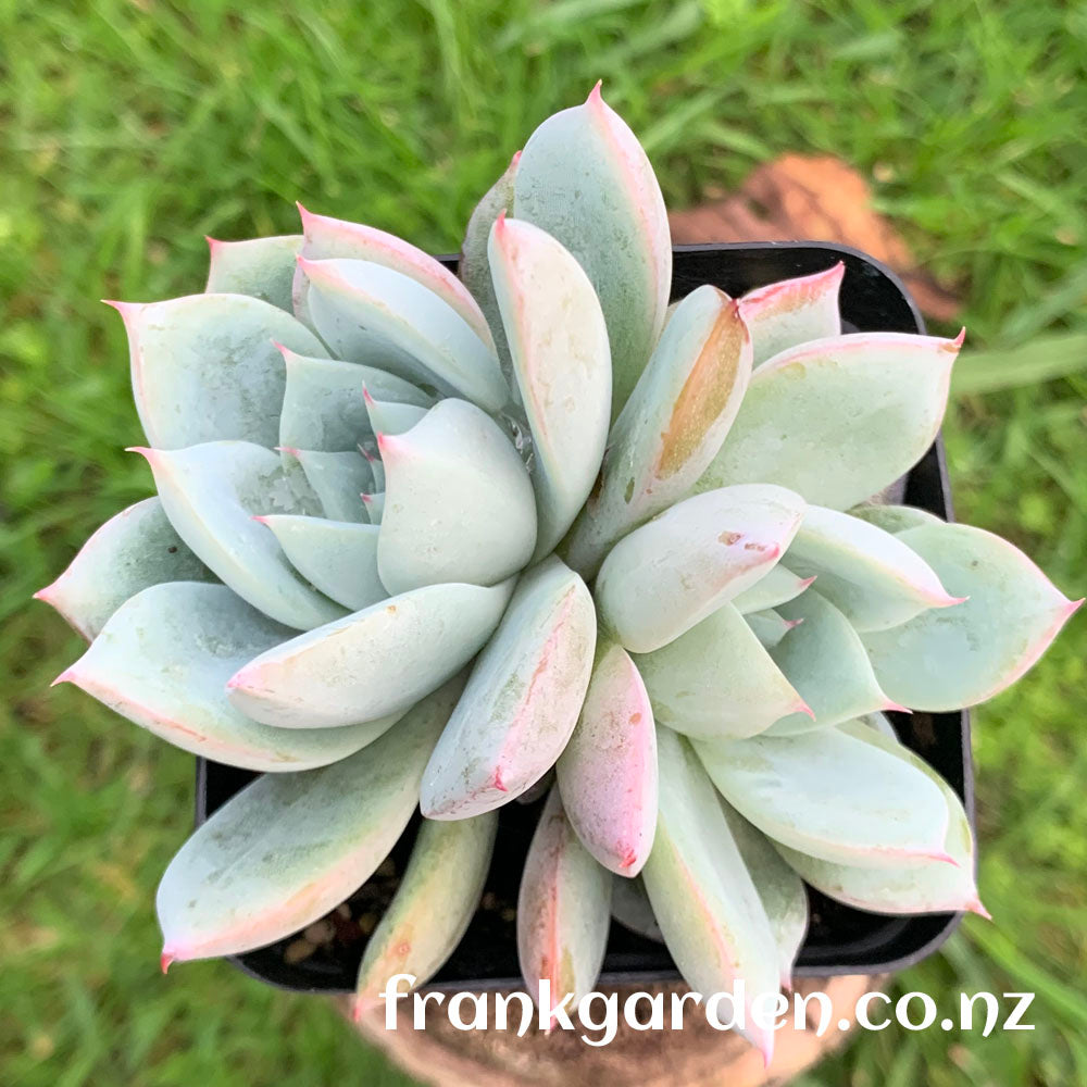 Echeveria Highland rose | 高地玫瑰 – FrankGarden