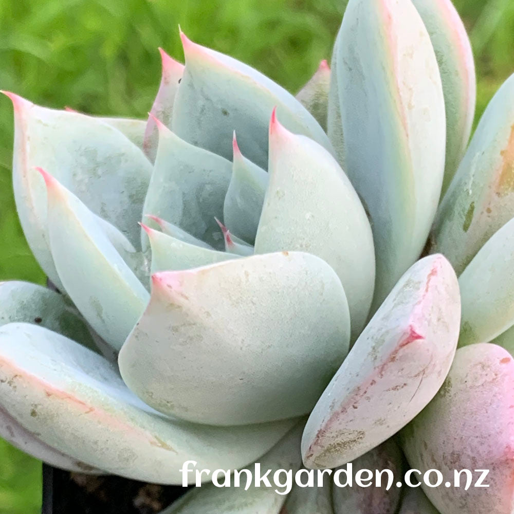 Echeveria Highland rose | 高地玫瑰 – FrankGarden