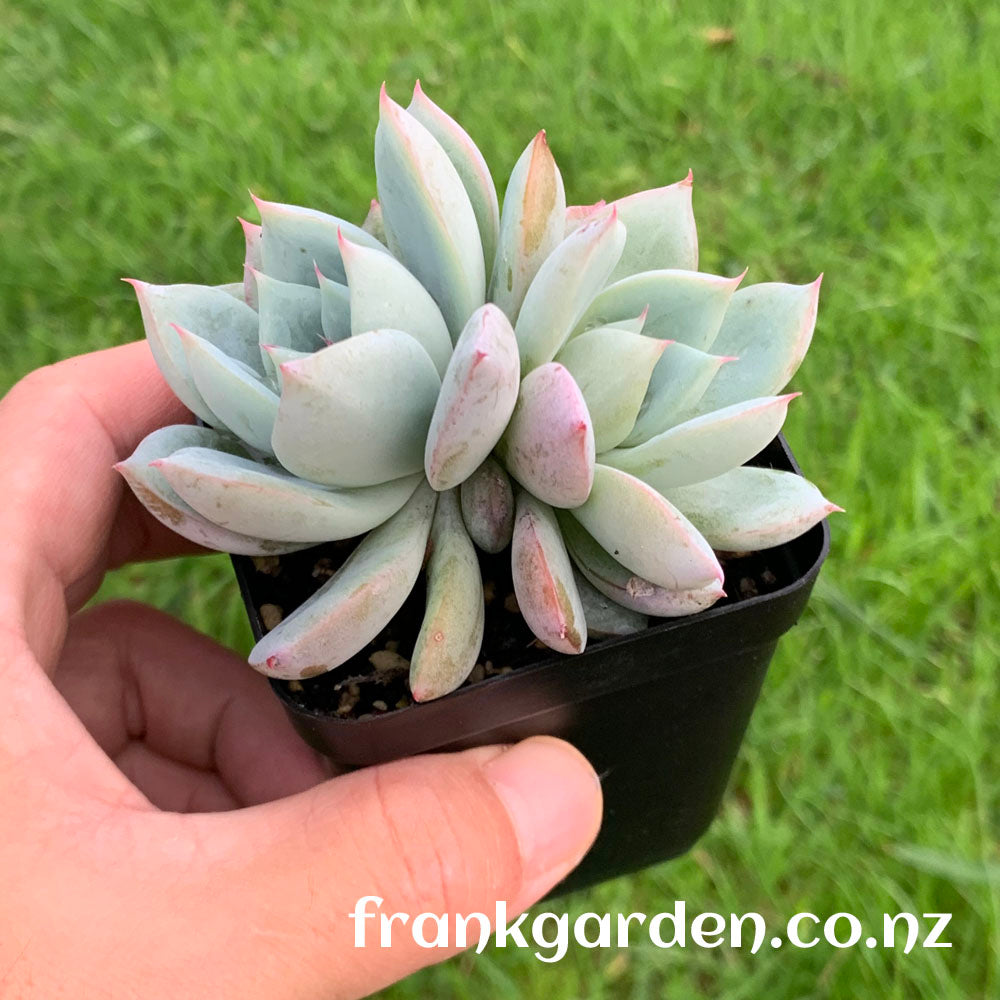 Echeveria Highland rose | 高地玫瑰 – FrankGarden