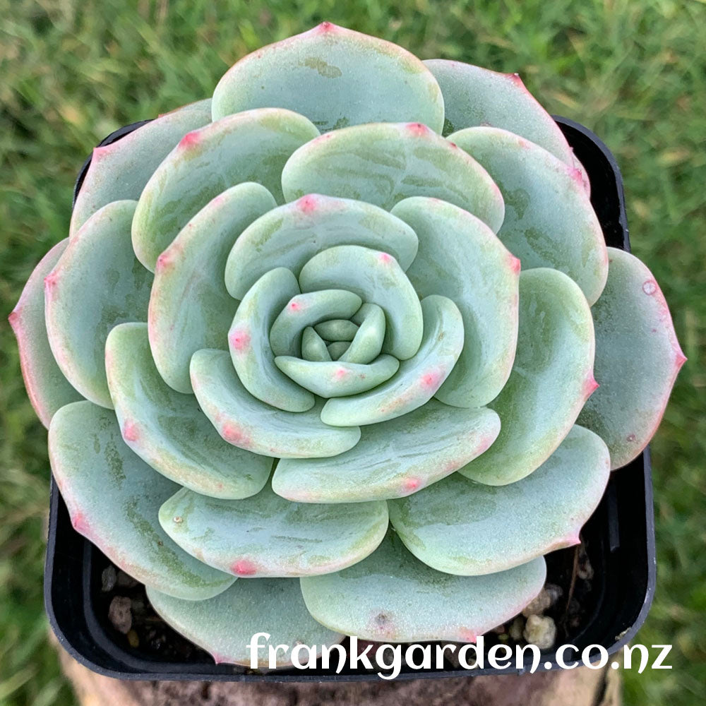 Echeveria Mont Blanc | 勃朗峰 – FrankGarden