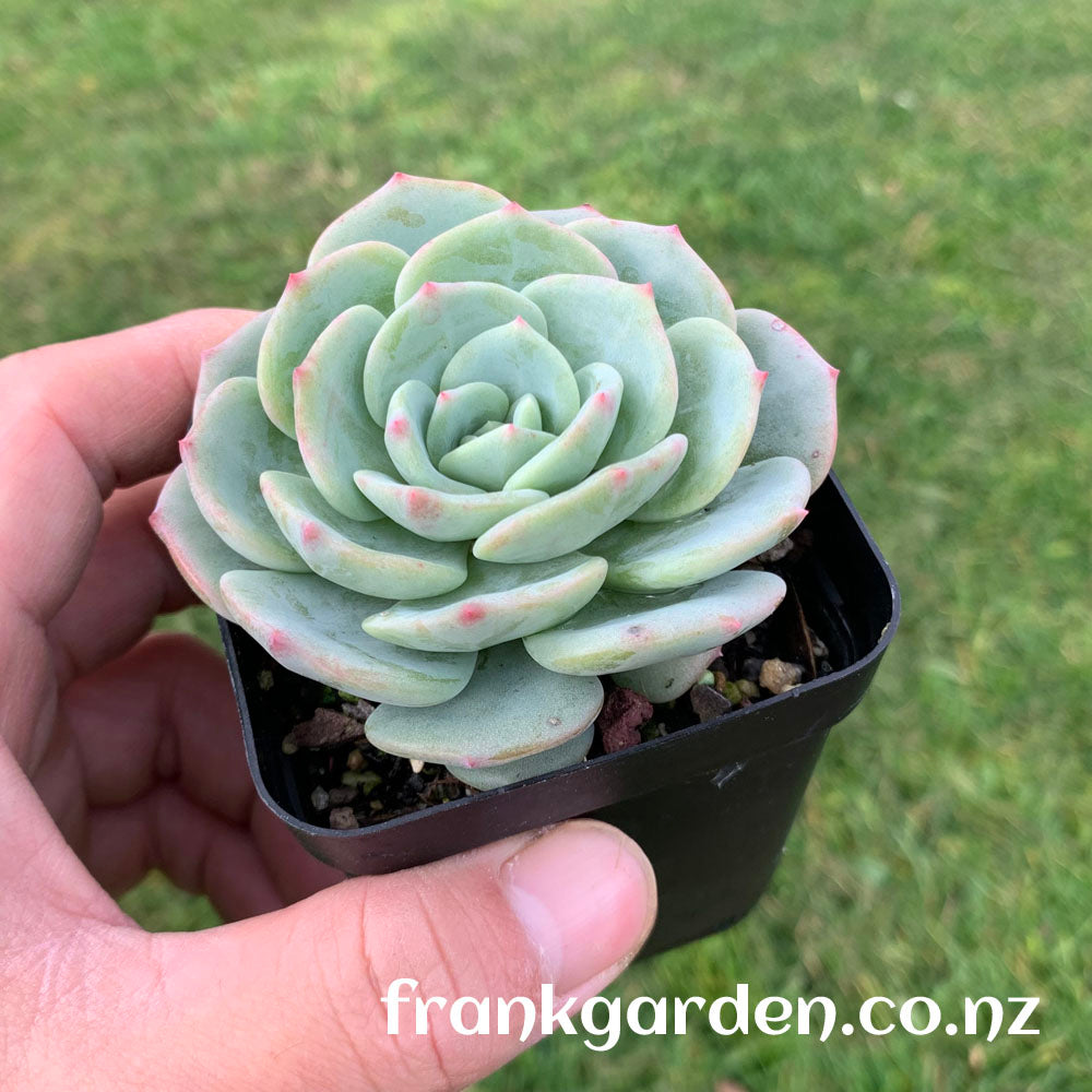 Echeveria Mont Blanc | 勃朗峰 – FrankGarden