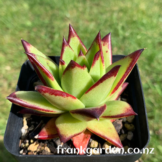 Echeveria agavoides 'Lipstick' | 魅惑之霄 | 红缘东云 | 口红