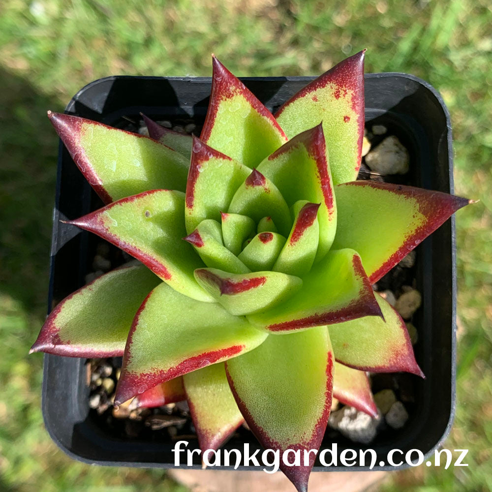 Echeveria agavoides 'Lipstick' | 魅惑之霄 | 红缘东云 | 口红