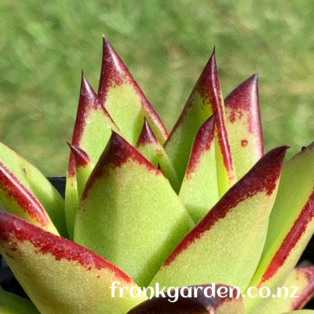 Echeveria agavoides 'Lipstick' | 魅惑之霄 | 红缘东云 | 口红