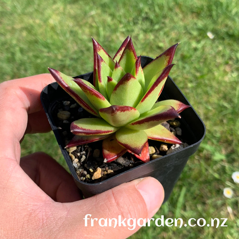 Echeveria agavoides 'Lipstick' | 魅惑之霄 | 红缘东云 | 口红