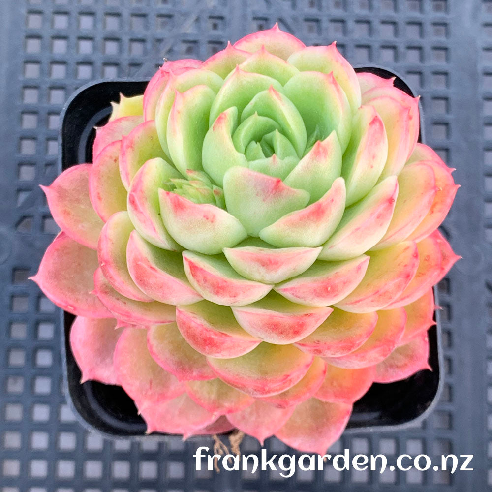 Echeveria Lime n Chile | 酸橙辣椒