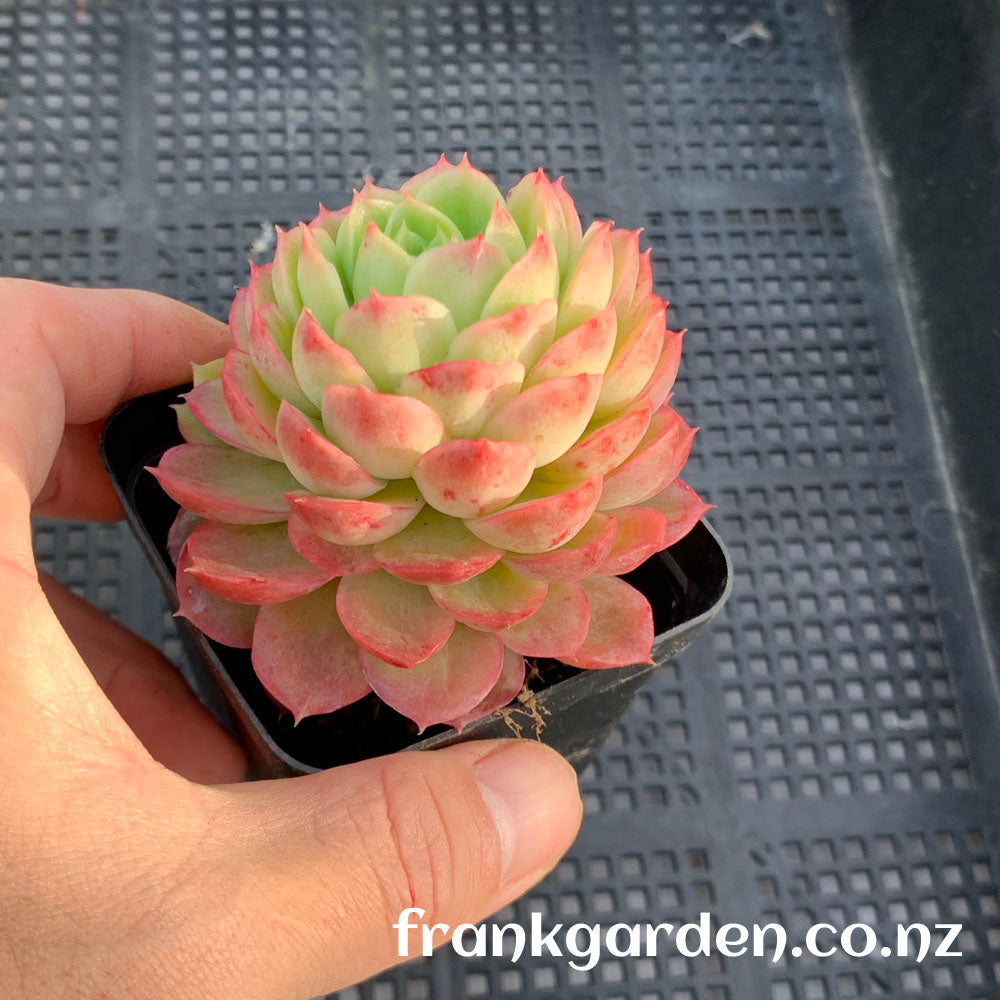 Echeveria Lime n Chile | 酸橙辣椒