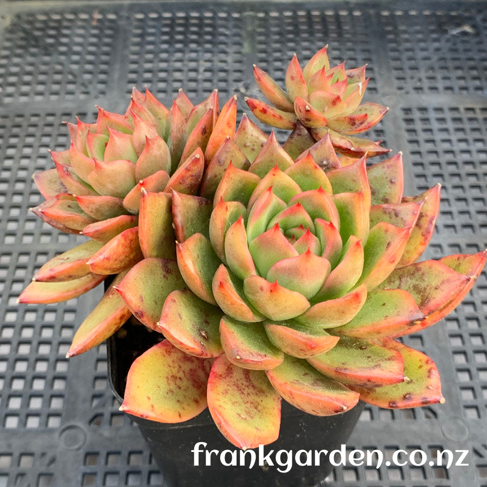 Echeveria Moulin Rouge | 红磨坊