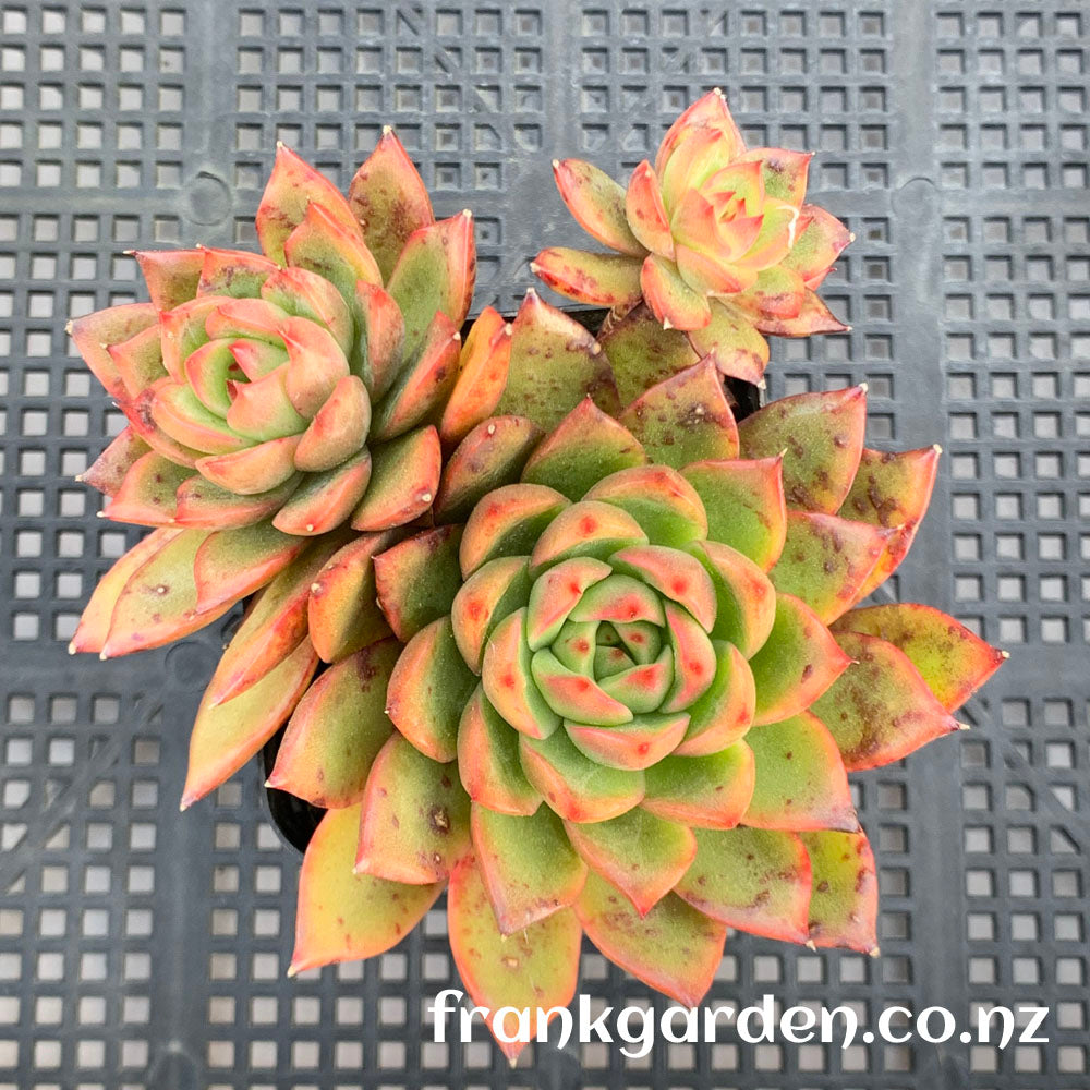 Echeveria Moulin Rouge | 红磨坊