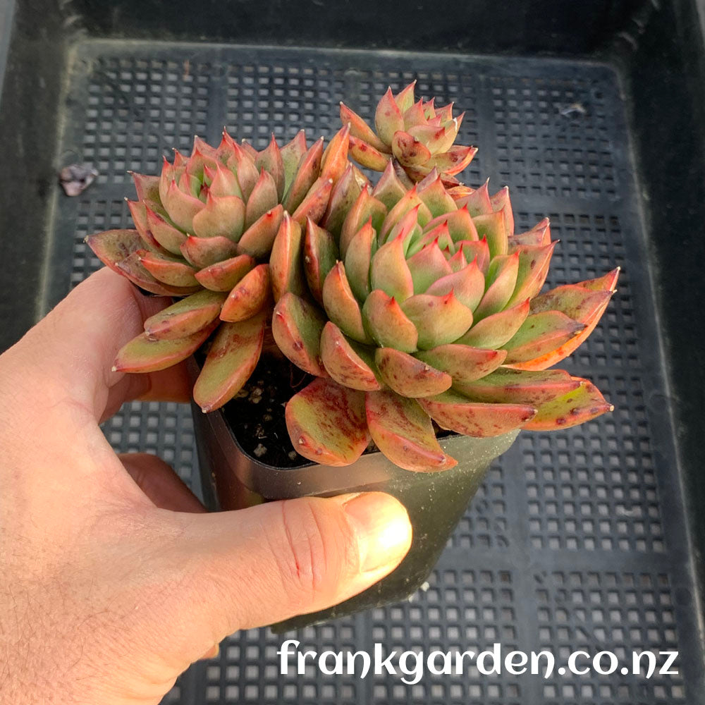 Echeveria Moulin Rouge | 红磨坊