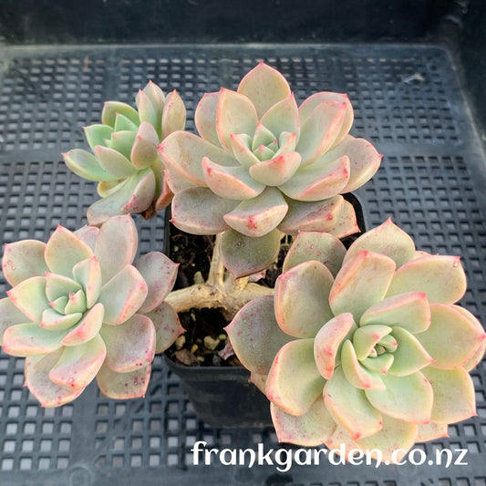 Echeveria Pretty in pink | 红粉佳人