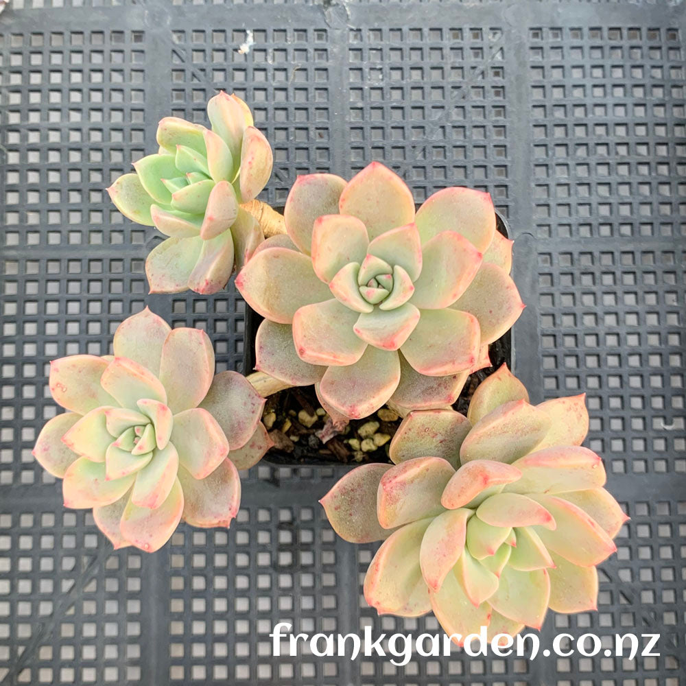 Echeveria Pretty in pink | 红粉佳人