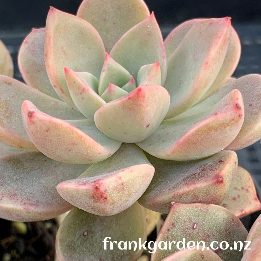 Echeveria Pretty in pink | 红粉佳人