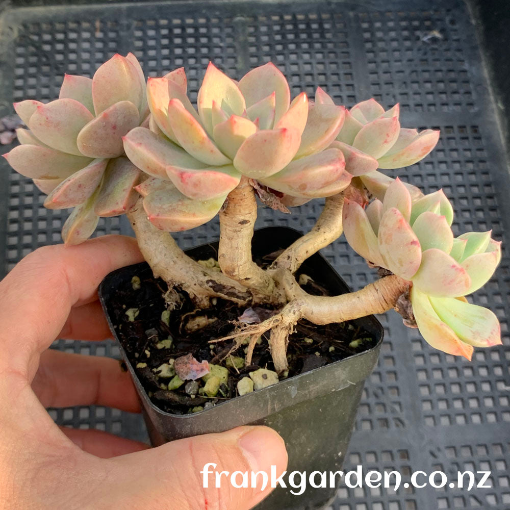 Echeveria Pretty in pink | 红粉佳人