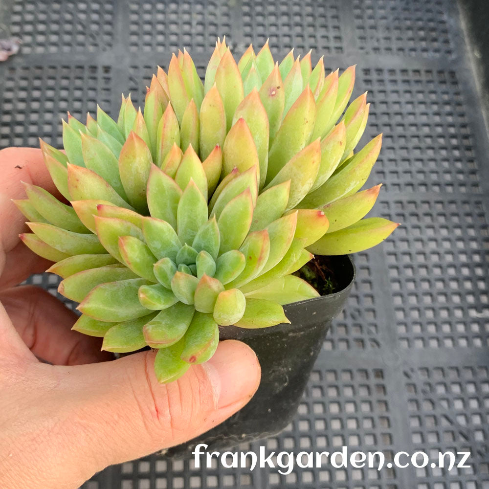 Echeveria King Midas | 迈达斯国王