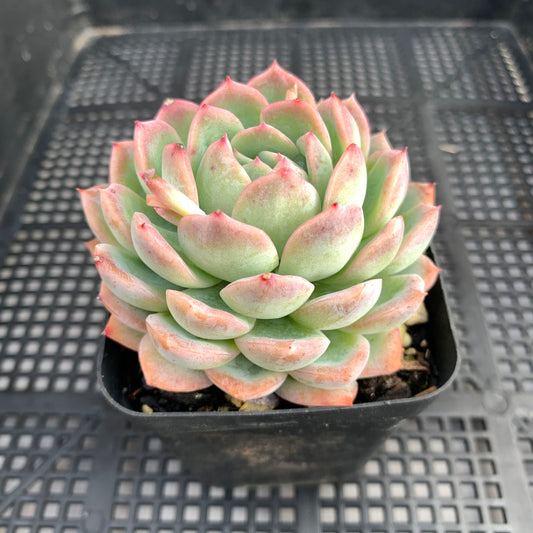 Echeveria Sasa | 莎莎女王