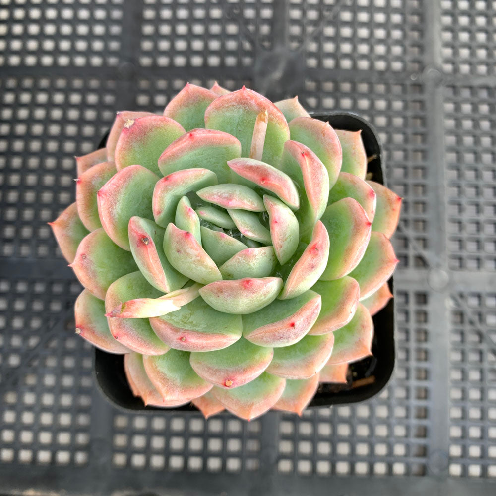 Echeveria Sasa | 莎莎女王