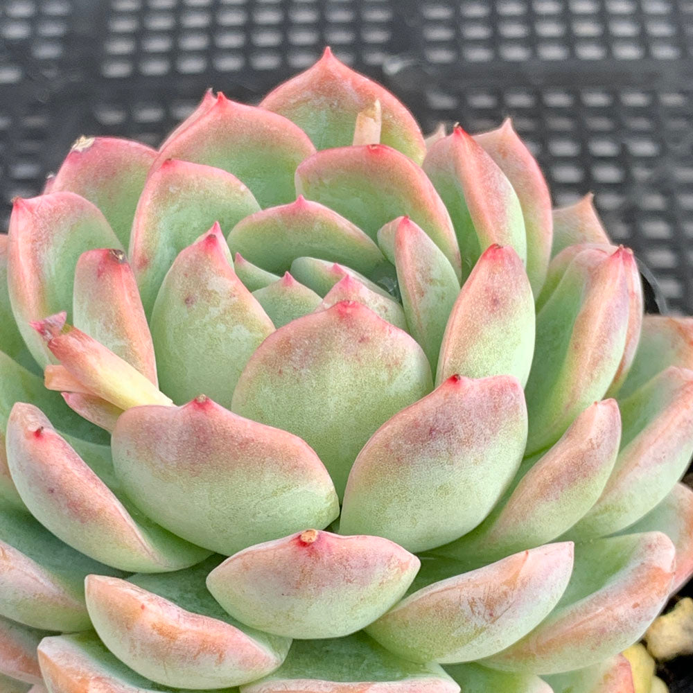 Echeveria Sasa | 莎莎女王